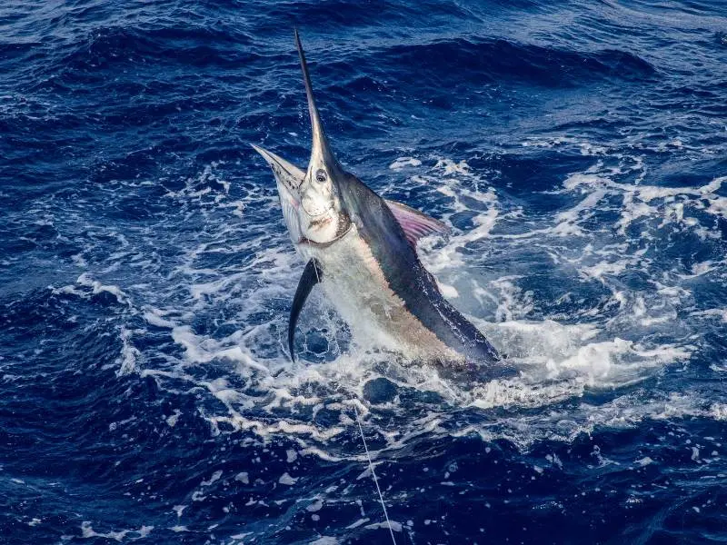 Blue Marlin & Black Marlin Blue-Marlin-Black-Marlin - activities in hikkaduwa