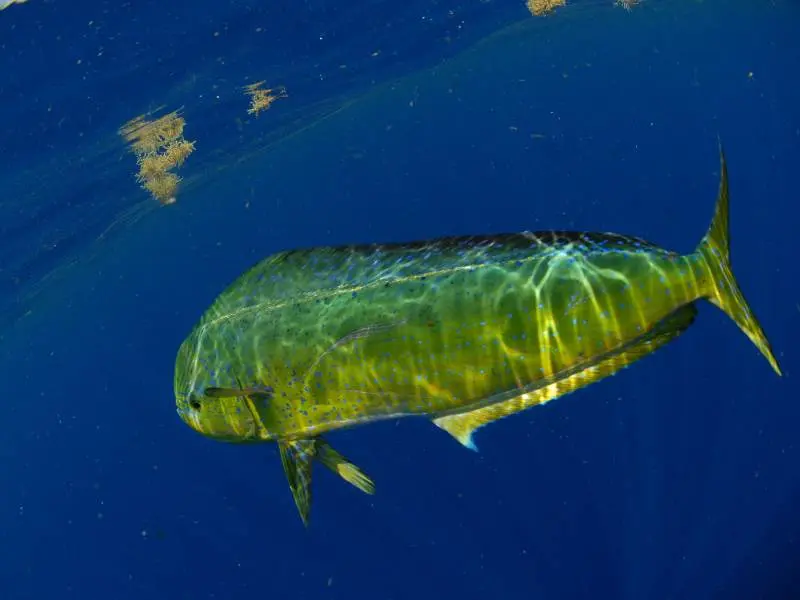 Dorado (Mahi-Mahi) – Colorful Acrobat Dorado-Mahi-Mahi-Colorful-Acrobat - fishing hikkaduwa