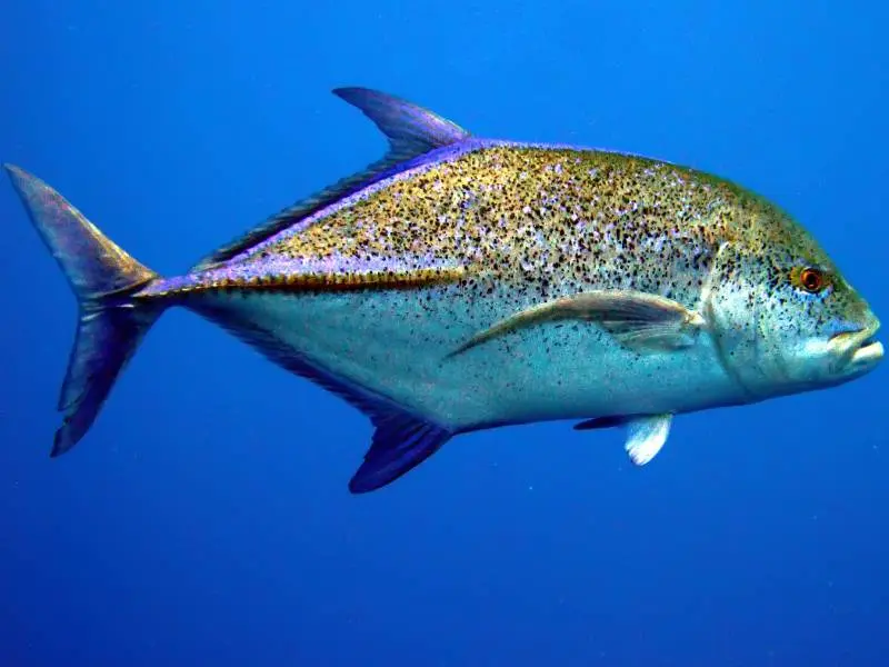 Giant Trevally – Reef Warrior Giant Trevally Reef-Warrior. - fishing sri lanka