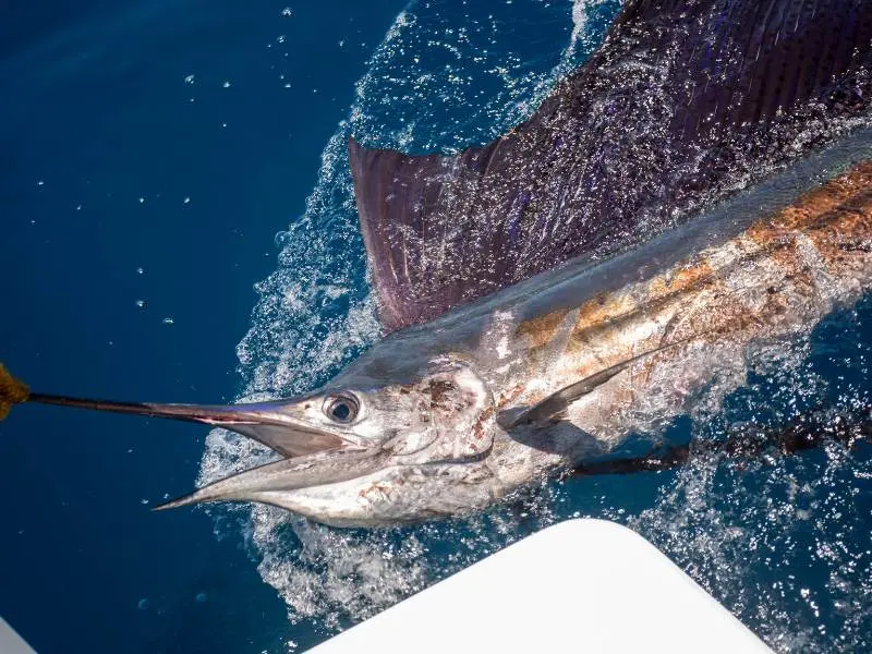 Sailfish – The Acrobat of the Sea Sailfish-The-Acrobat-of-the-Sea -game fishing sri lanka