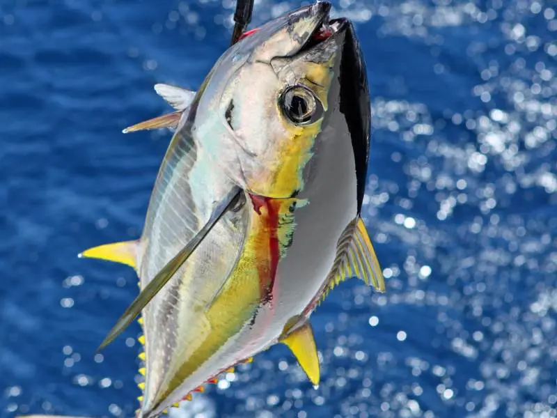Yellowfin Tuna – Year-Round Fighter deep sea fishing sri lanka- deep sea fishing sri lanka